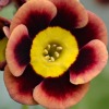 Auricula Kingcup - Abriachan Nurseries